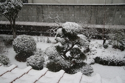 初雪 - 2011年2月9日